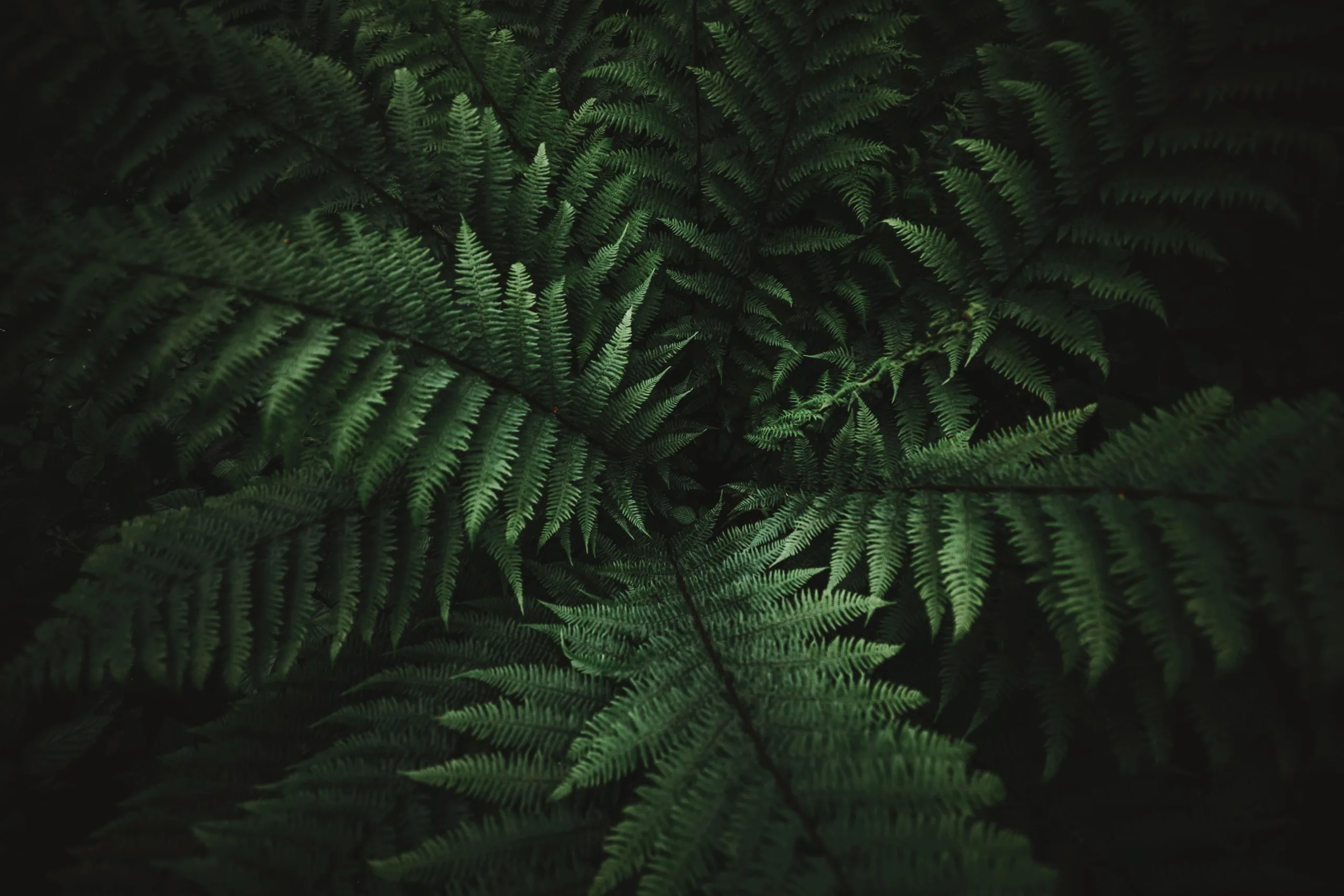 NDD-BACKGROUND 2 scaled jpeg