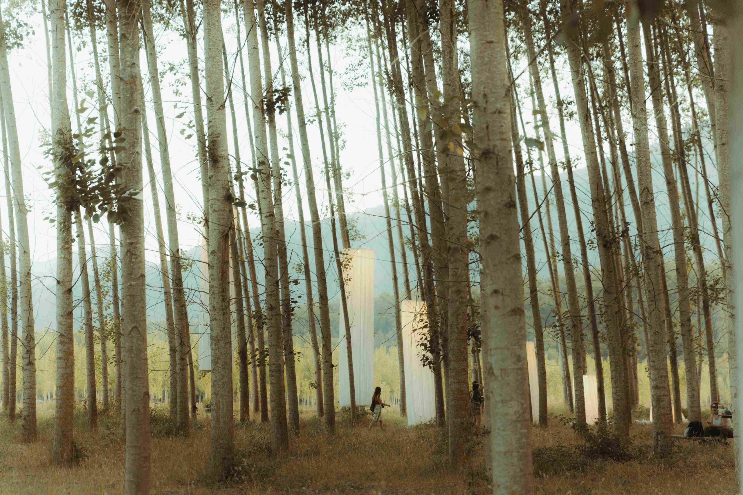 El festival Rizomes une un año más música, arquitectura efímera y artes visuales 8 NDD-BOSQUE2 RIZOMES scaled